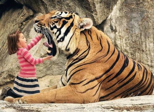 老虎云图片猜明星,揭秘老虎云图片中的明星之谜