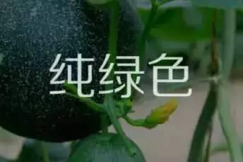 云兰吃瓜免费入口,免费入口带你畅享美味瓜果盛宴