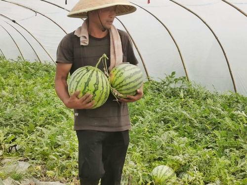 吃瓜的岛城市民,揭秘本地特色美食与趣闻轶事