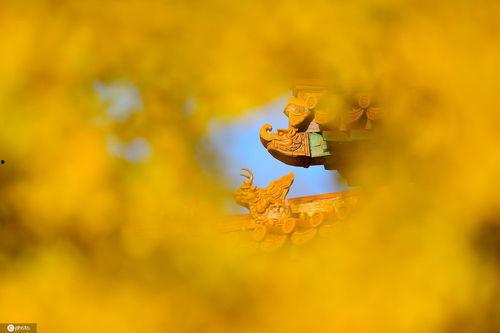 今日头条秋天的图片大全,捕捉今日头条秋景图集精华