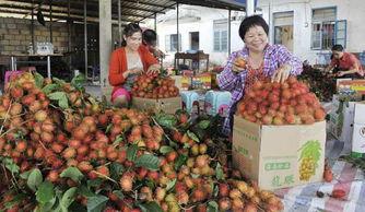 今日头条海南果农,绿色果品飘香全国