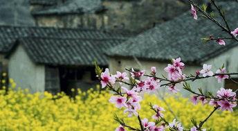 池州花园南溪村新闻头条,揭秘南溪村乡村振兴新篇章