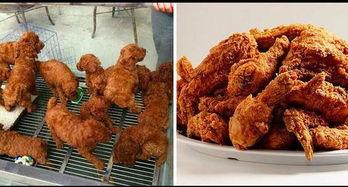 爆料炸鸡大叔图片搞笑视频,爆笑视频引网友热议