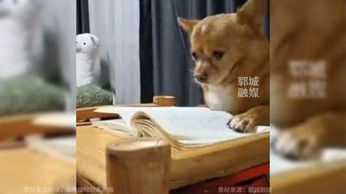 娱乐吃瓜酱监控小狗,小狗日常萌态大曝光!