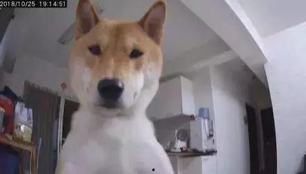 娱乐吃瓜酱监控小狗,小狗日常萌态大曝光!