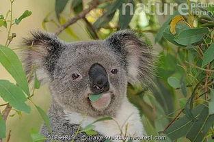 娱乐吃瓜酱考拉,揭秘娱乐圈那些不为人知的幕后故事